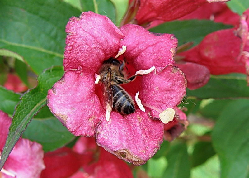 Blume und Kleinvieh 2