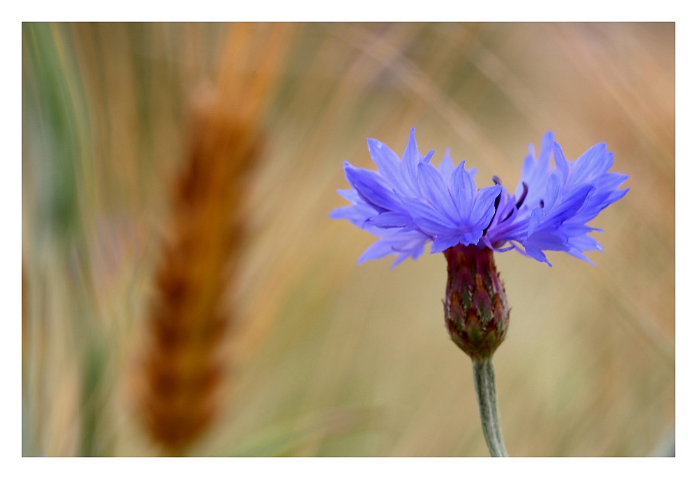 Blume und Korn