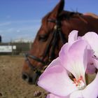 Blume und Pferd