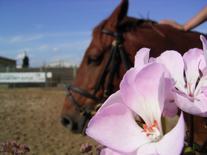 Blume und Pferd