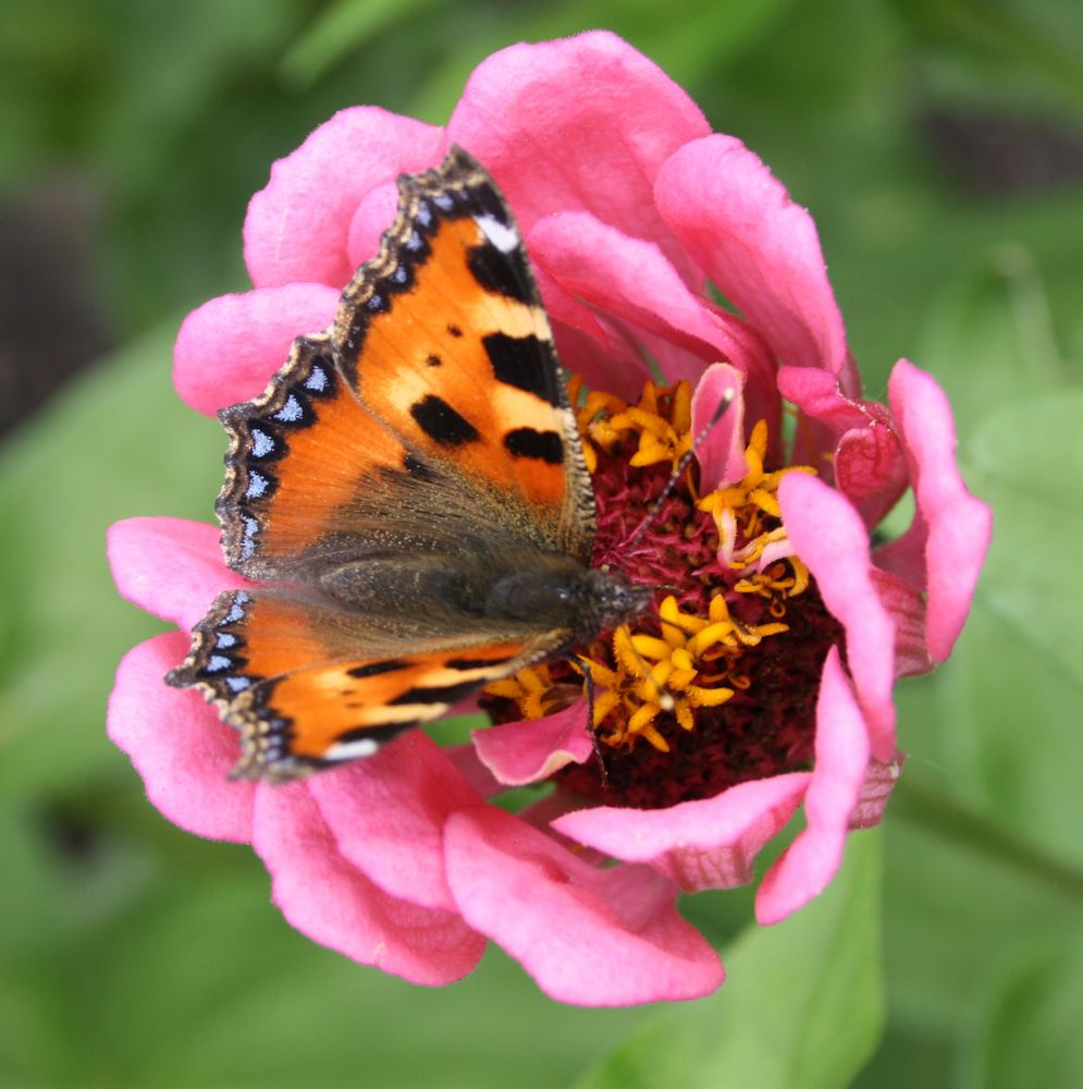 blume und schmetterling Foto & Bild | natur-kreativ, natur Bilder auf