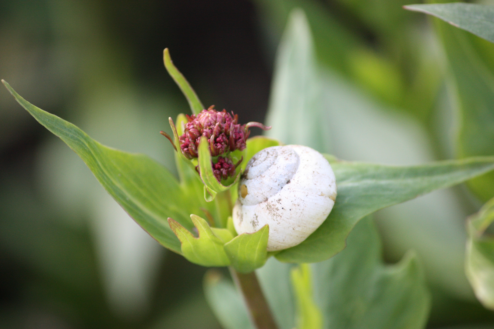 Blume und Schnecke