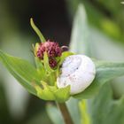 Blume und Schnecke