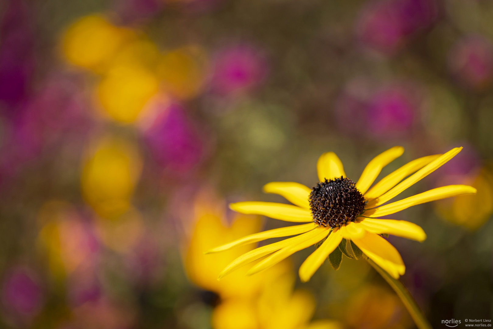 Blume und Sonne