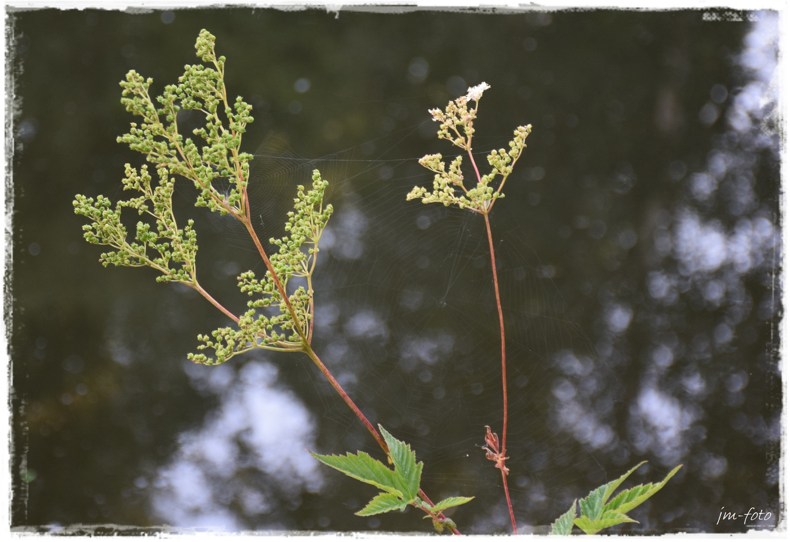 Blume und Spinnennetz