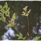 Blume und Spinnennetz