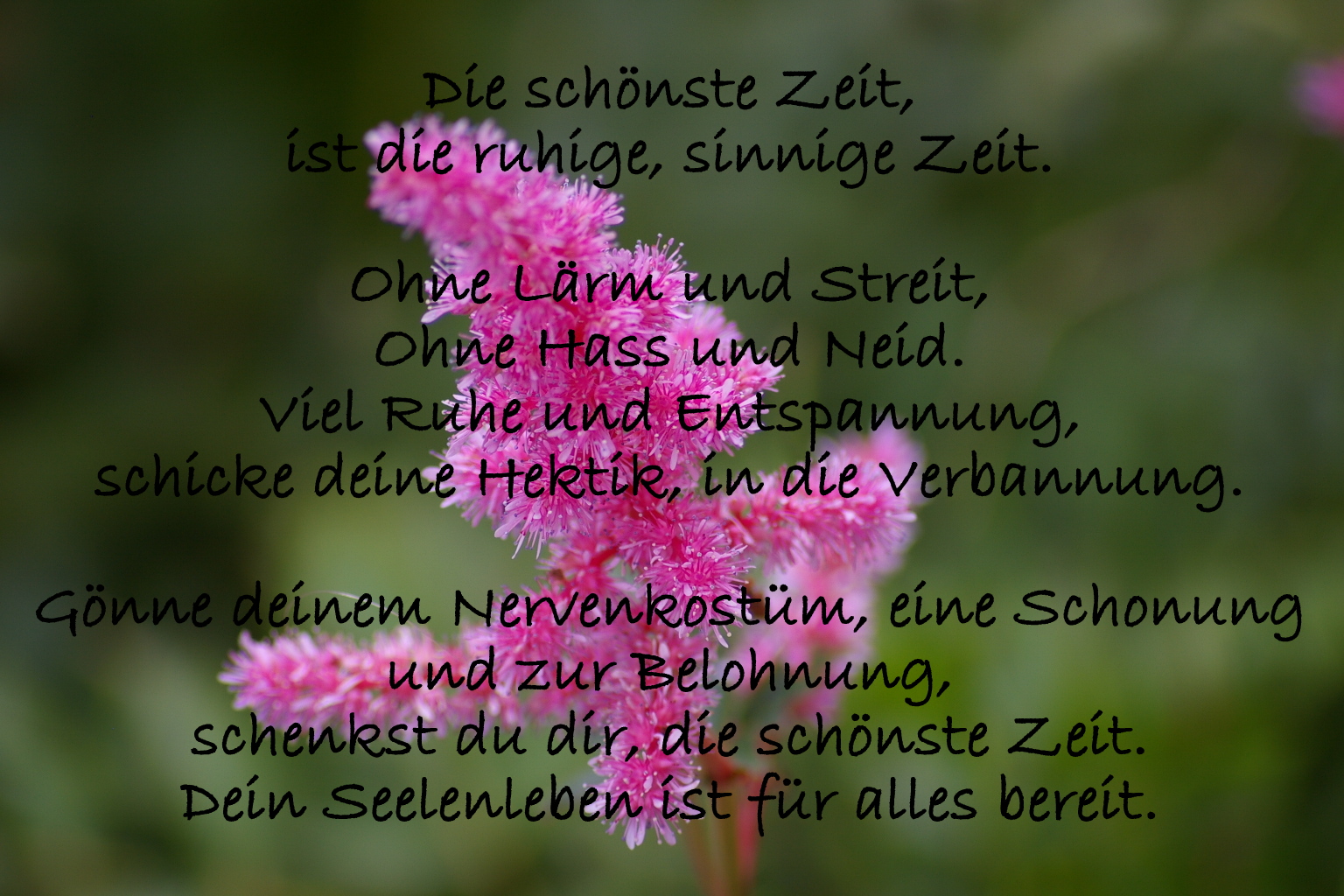 Blume und Spruch (2) Foto & Bild pflanzen, pilze & flechten, blüten