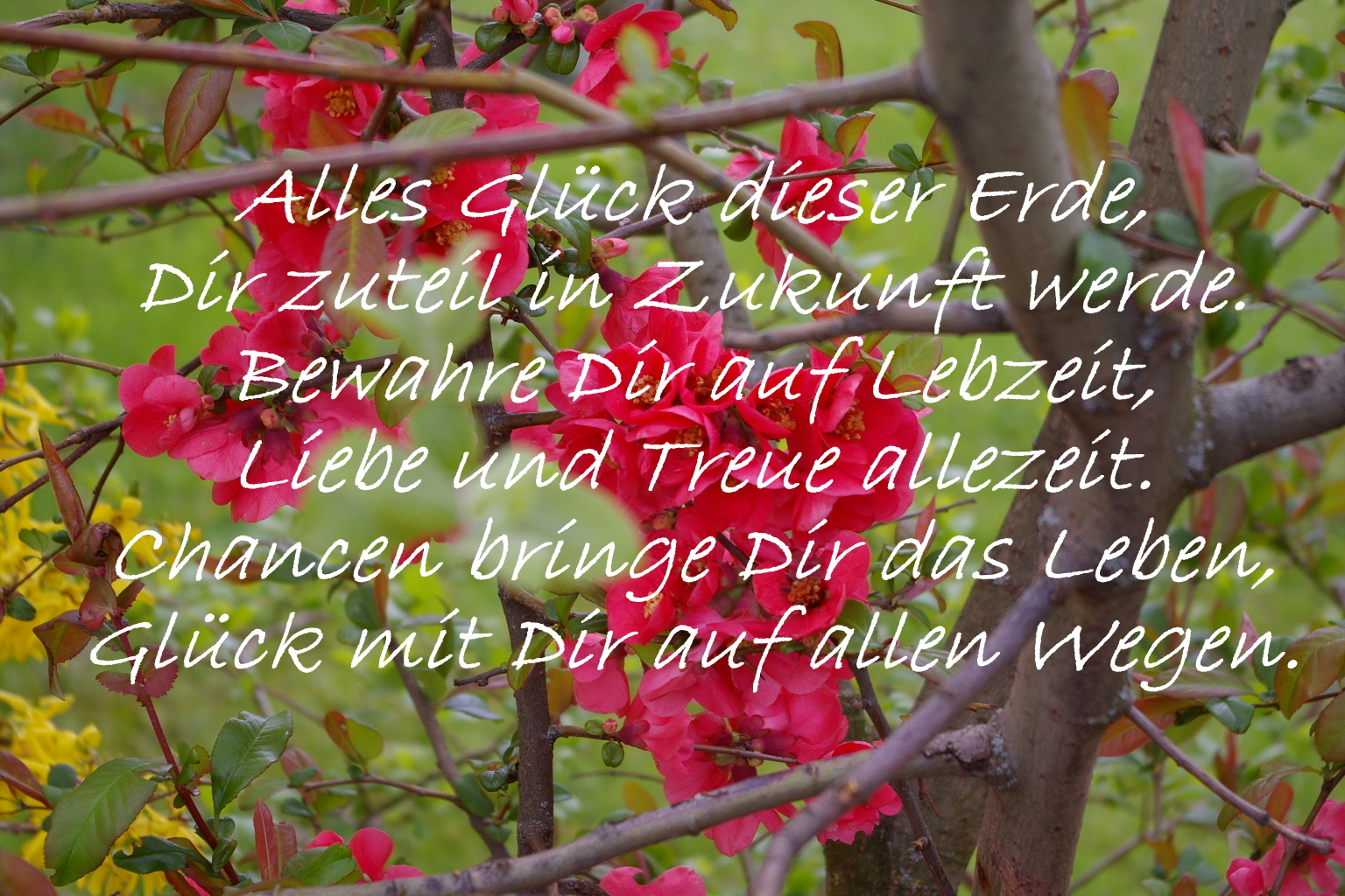 Blume und Spruch (23)