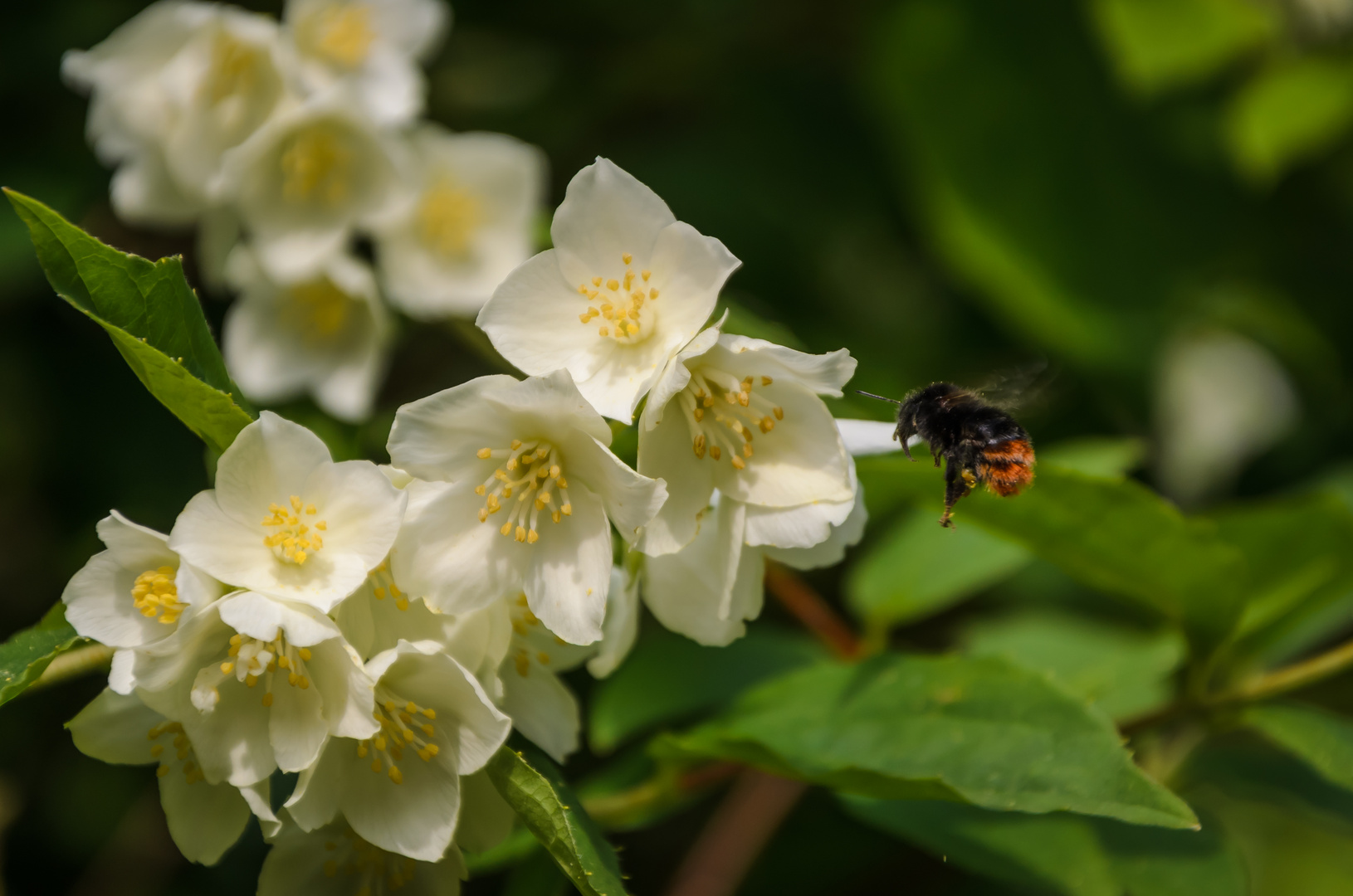 Blume und Sumse