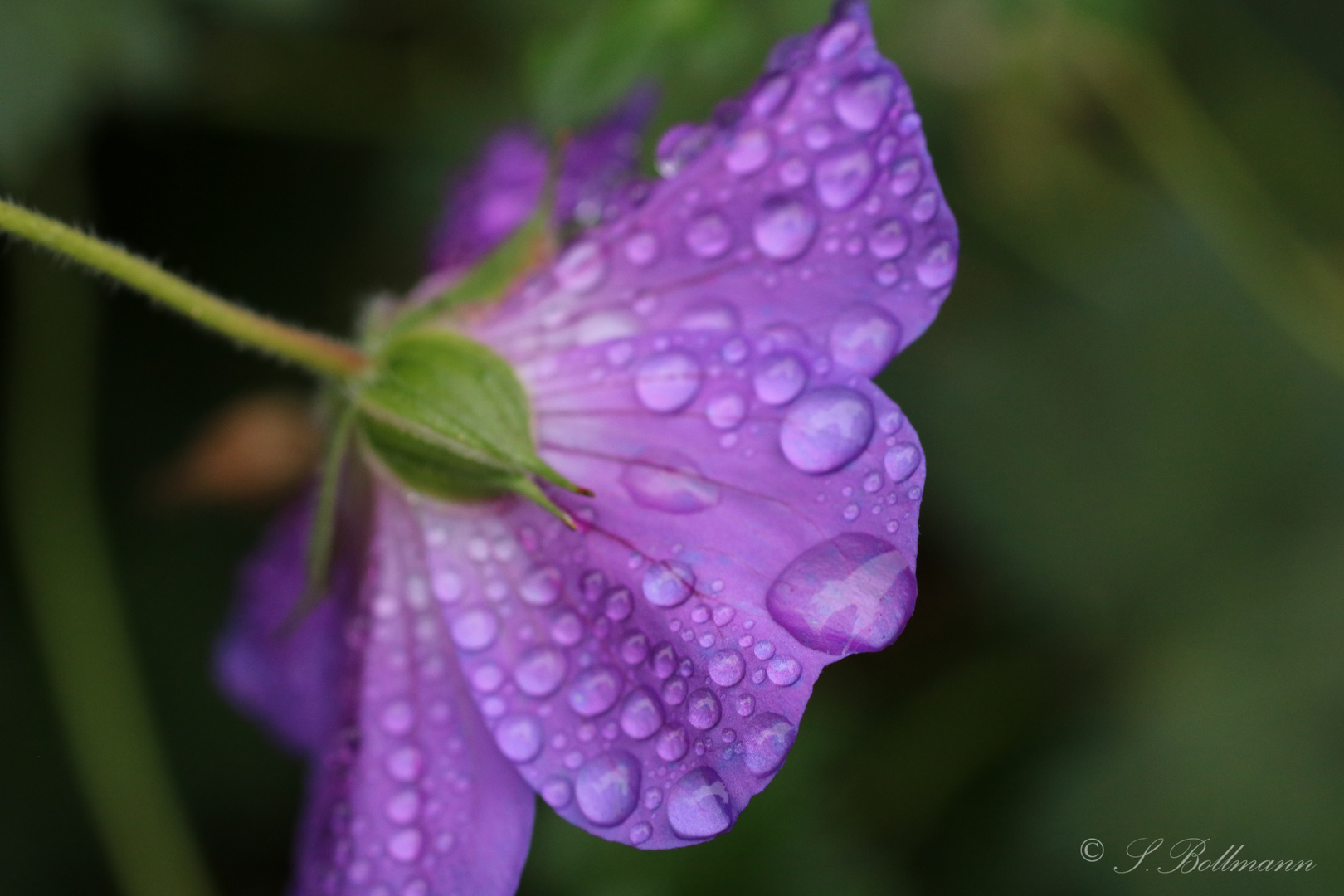 Blume und Tropfen