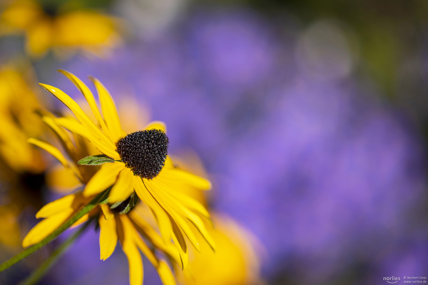 Blume und violett