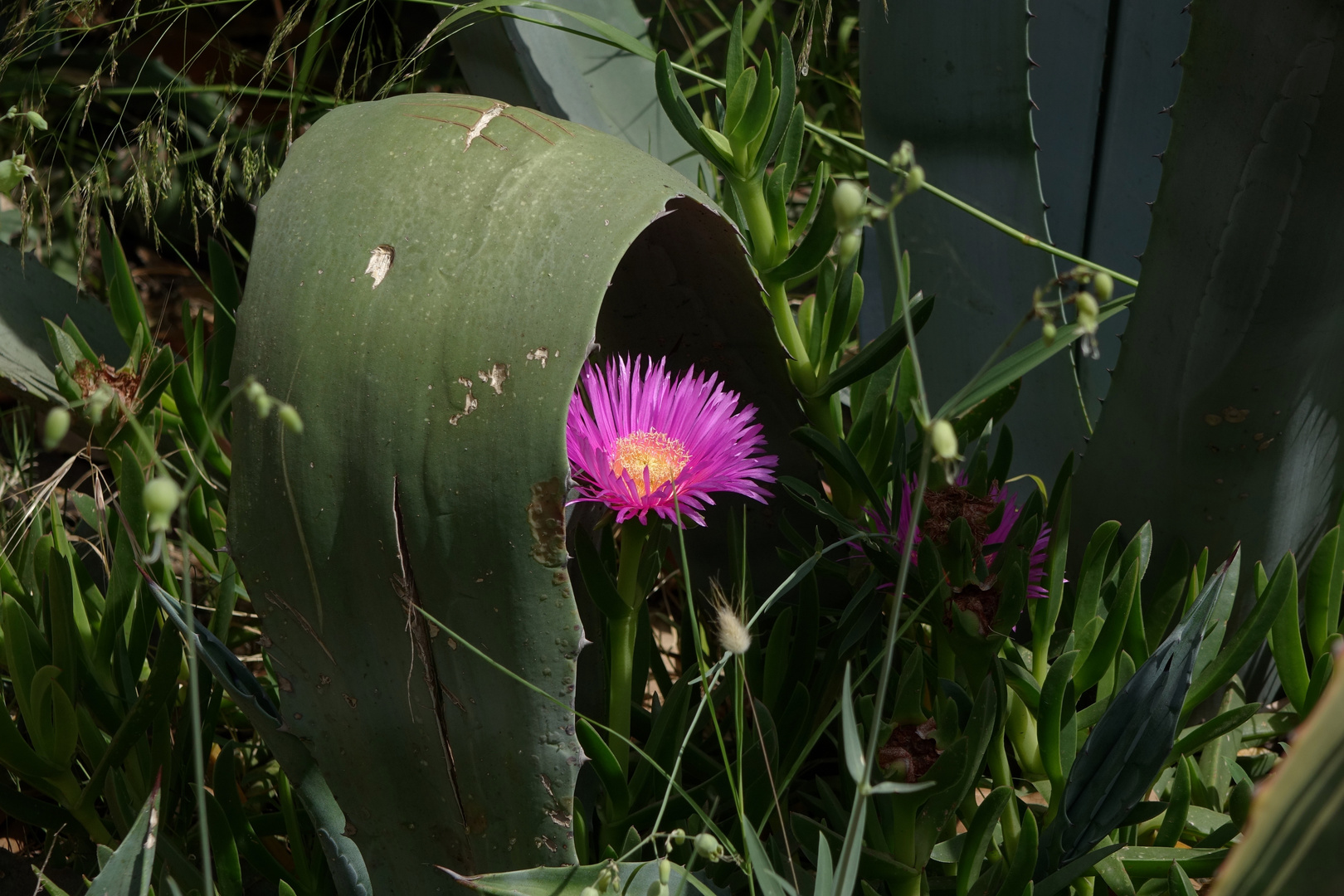 Blume unter einem Blatt einer Agave