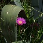 Blume unter einem Blatt einer Agave