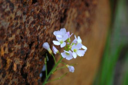 blume versus faß