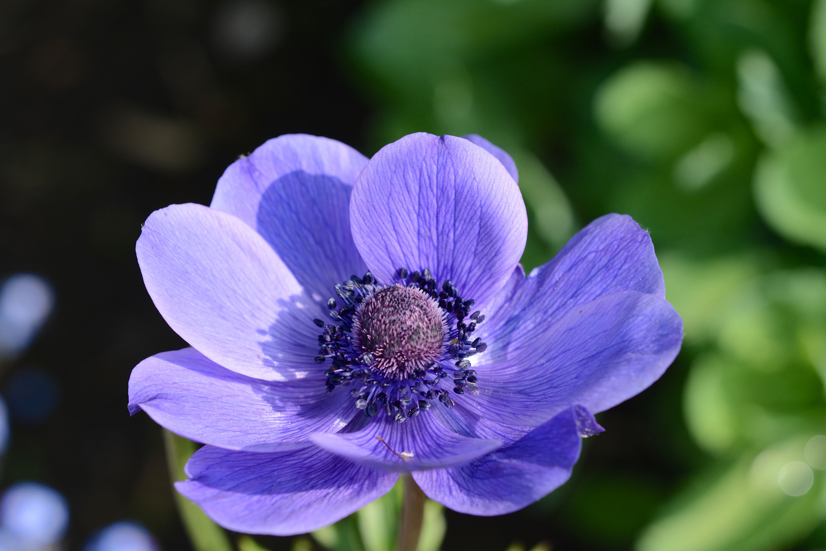 Blume violett