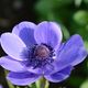 Blume violett