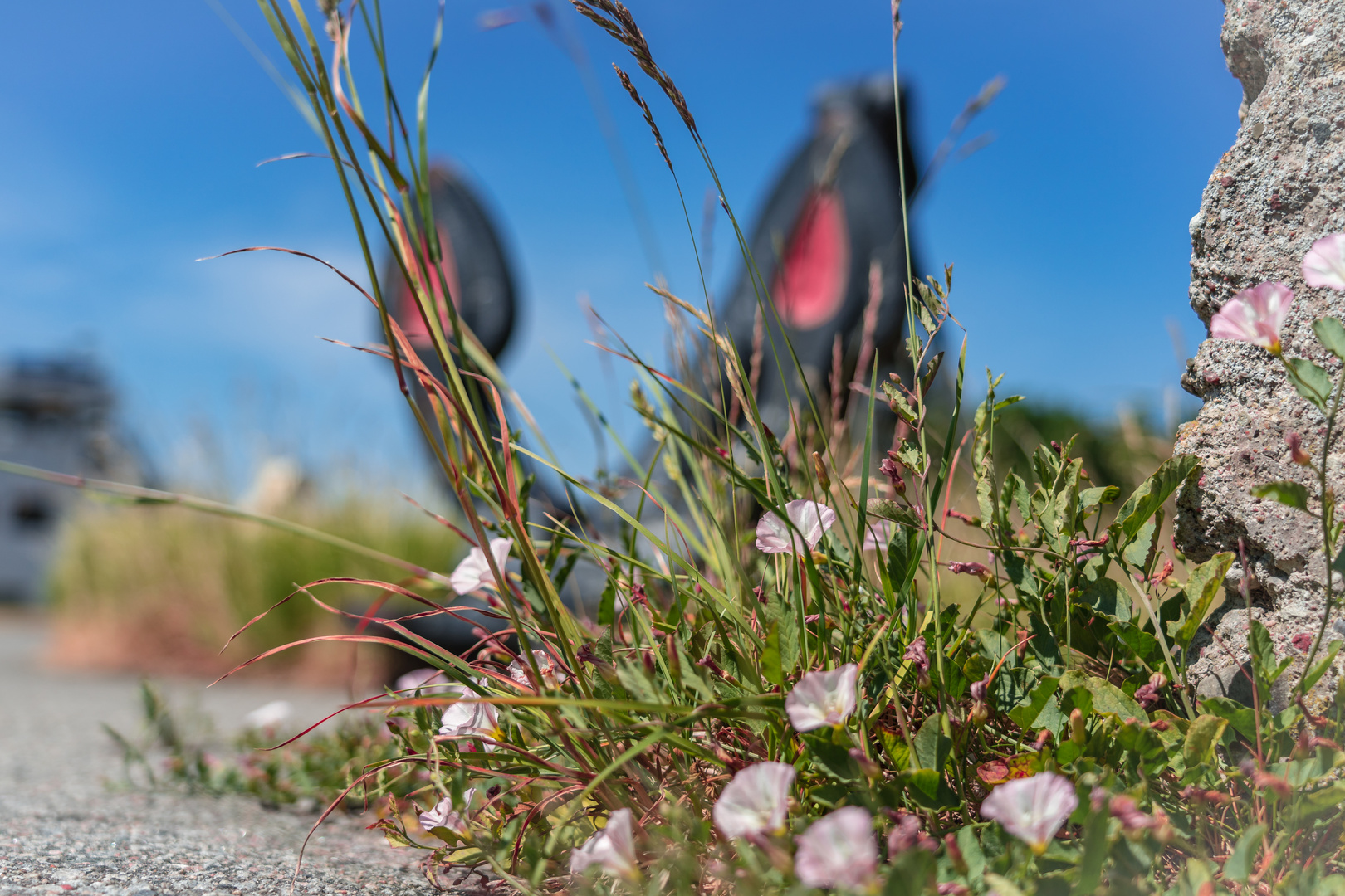 Blume vor Anker