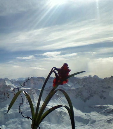 Blume vor Bergen