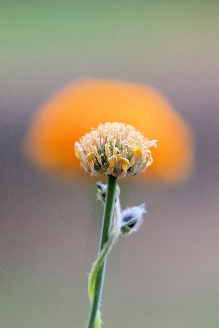 Blume vor Blume von Blume umschlungen