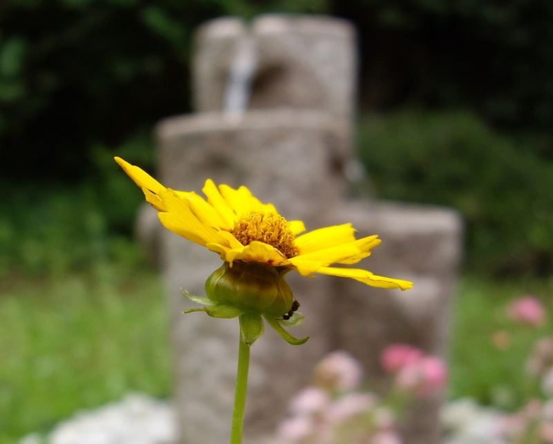 Blume vor Brunnen