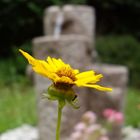 Blume vor Brunnen