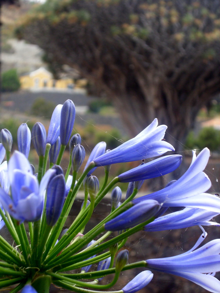 Blume vor dem "El Drago" in Icod de los vinos, teneriffa