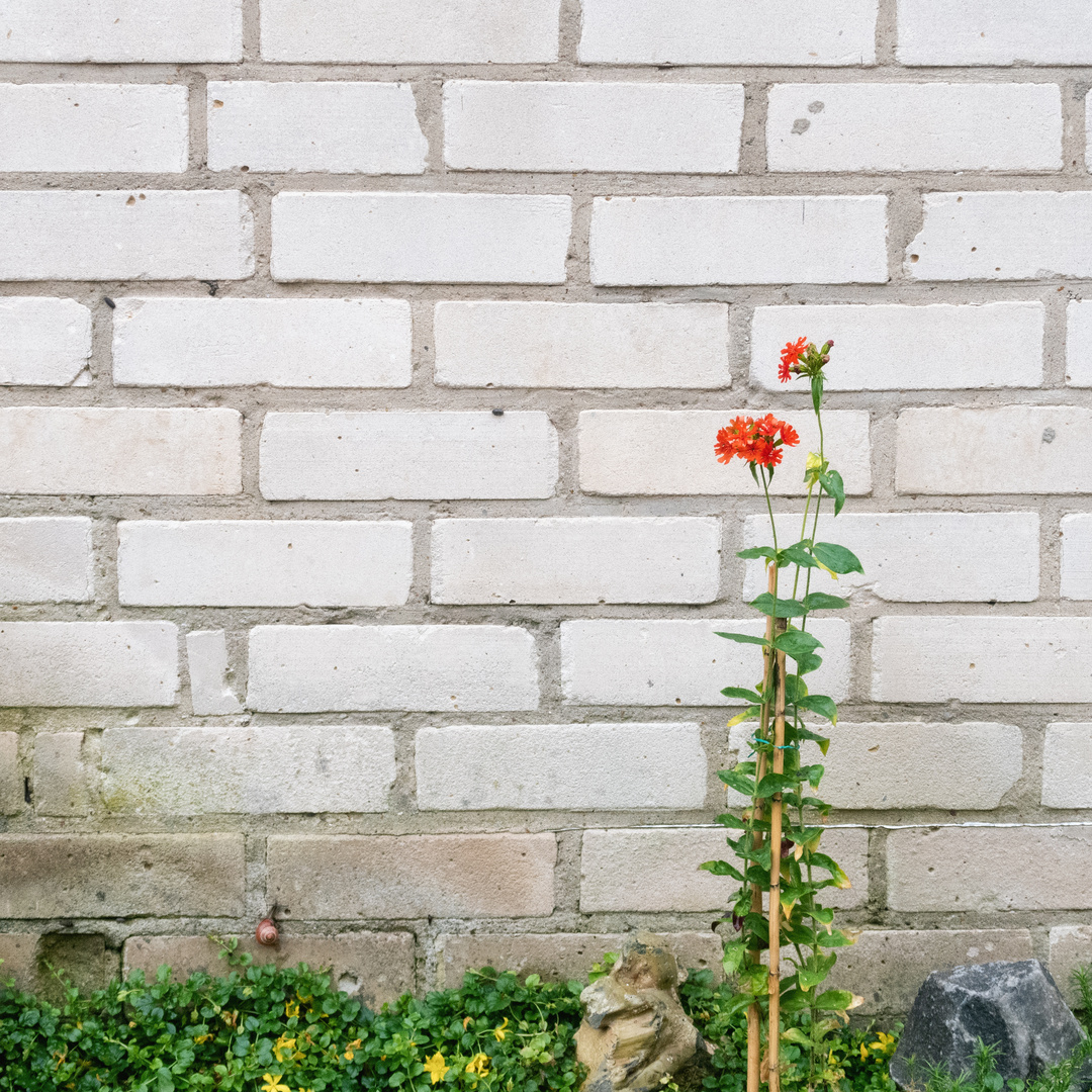 Blume vor dem Haus 2