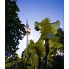 Blume vor dem Heinrich-Hertz-Turm