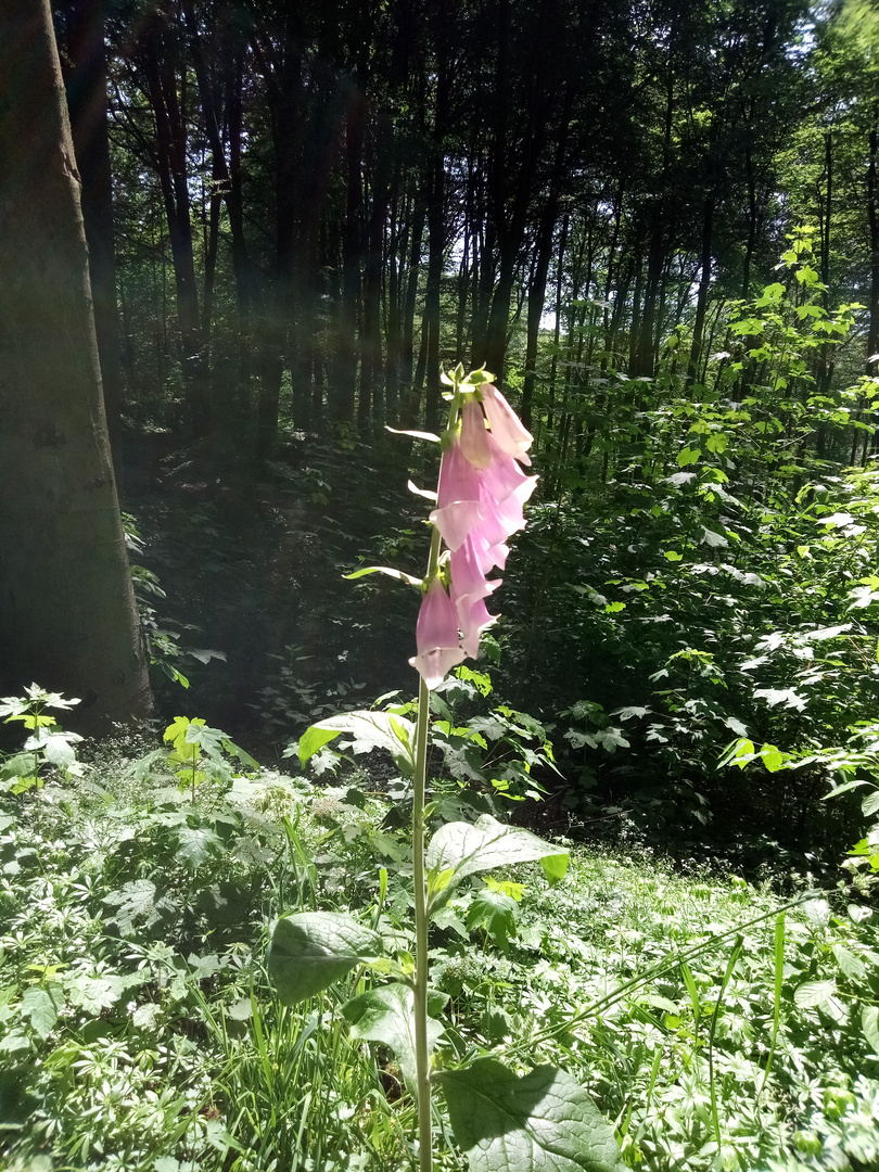 Blume vor dem Kurparkwald Tecklenburg