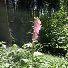 Blume vor dem Kurparkwald Tecklenburg