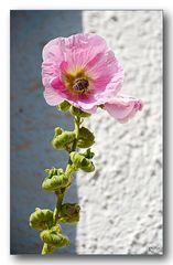 Blume vor der Wand