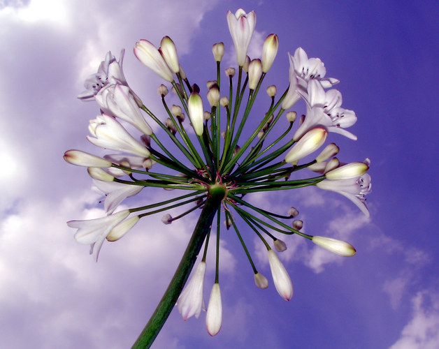 Blume vor Himmel