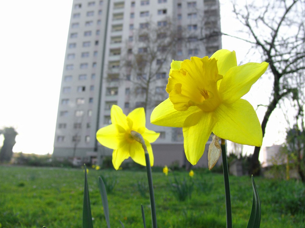 Blume vor Hochhaus