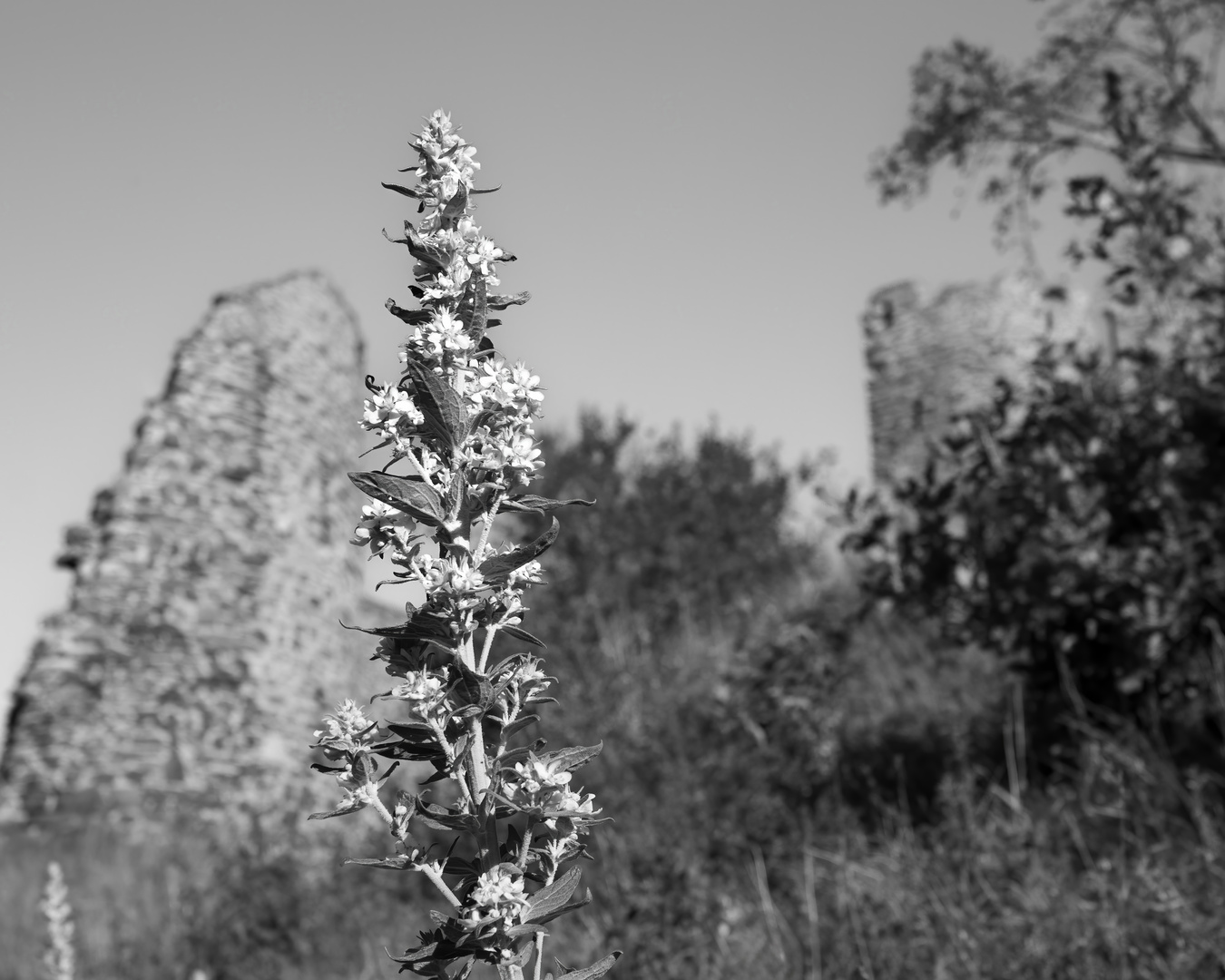 Blume vor Ruine