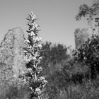 Blume vor Ruine