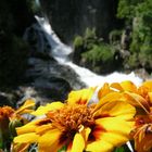 Blume vor Wasserfall