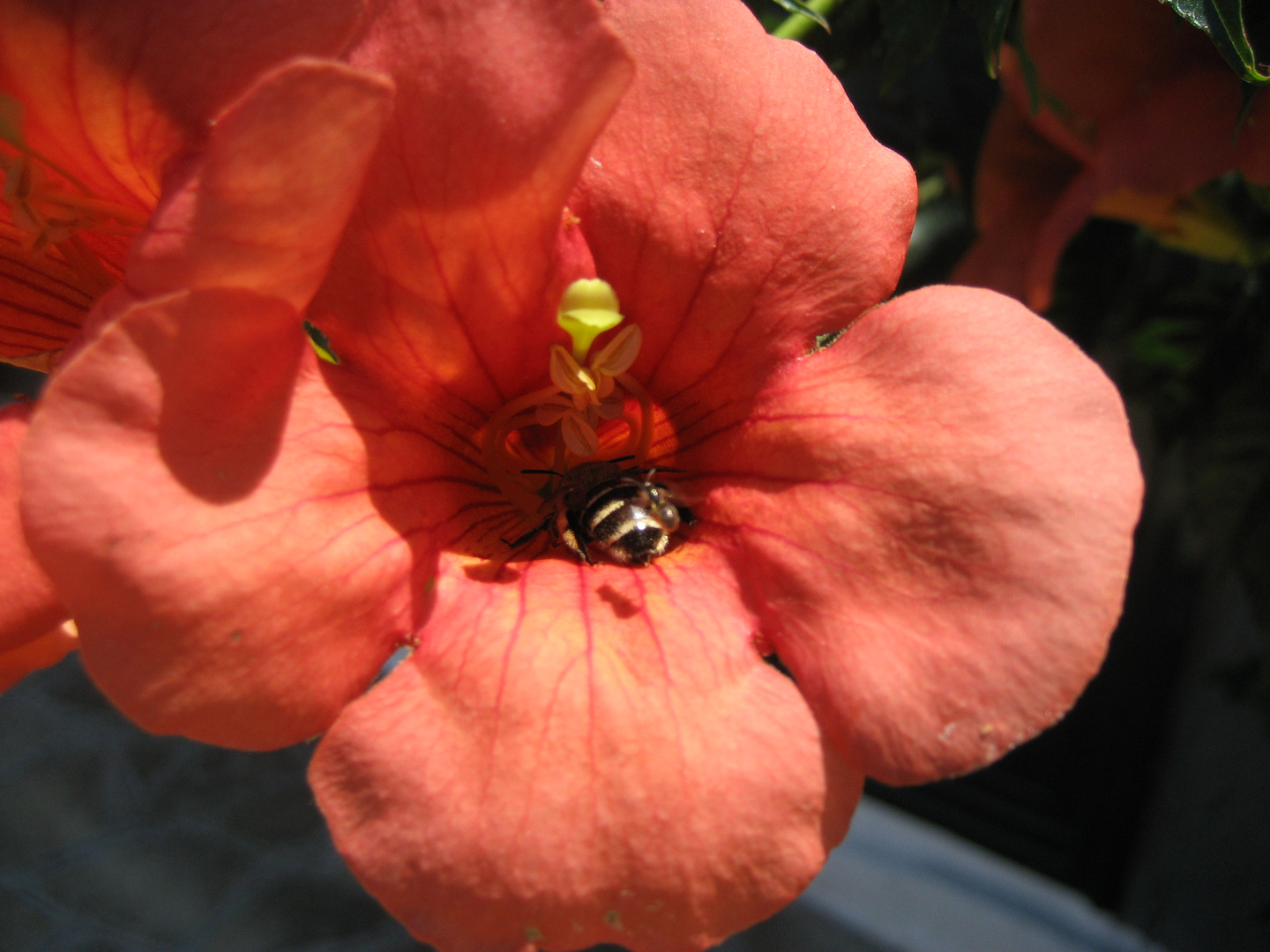 Blume vs. Biene