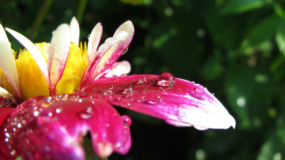 Blume Wassertropfen