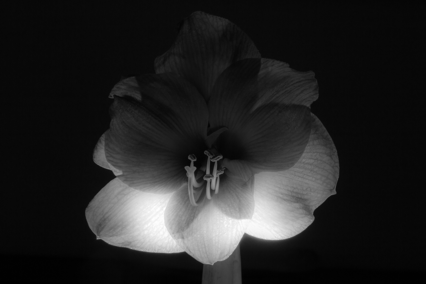 Blume weiches Licht 3