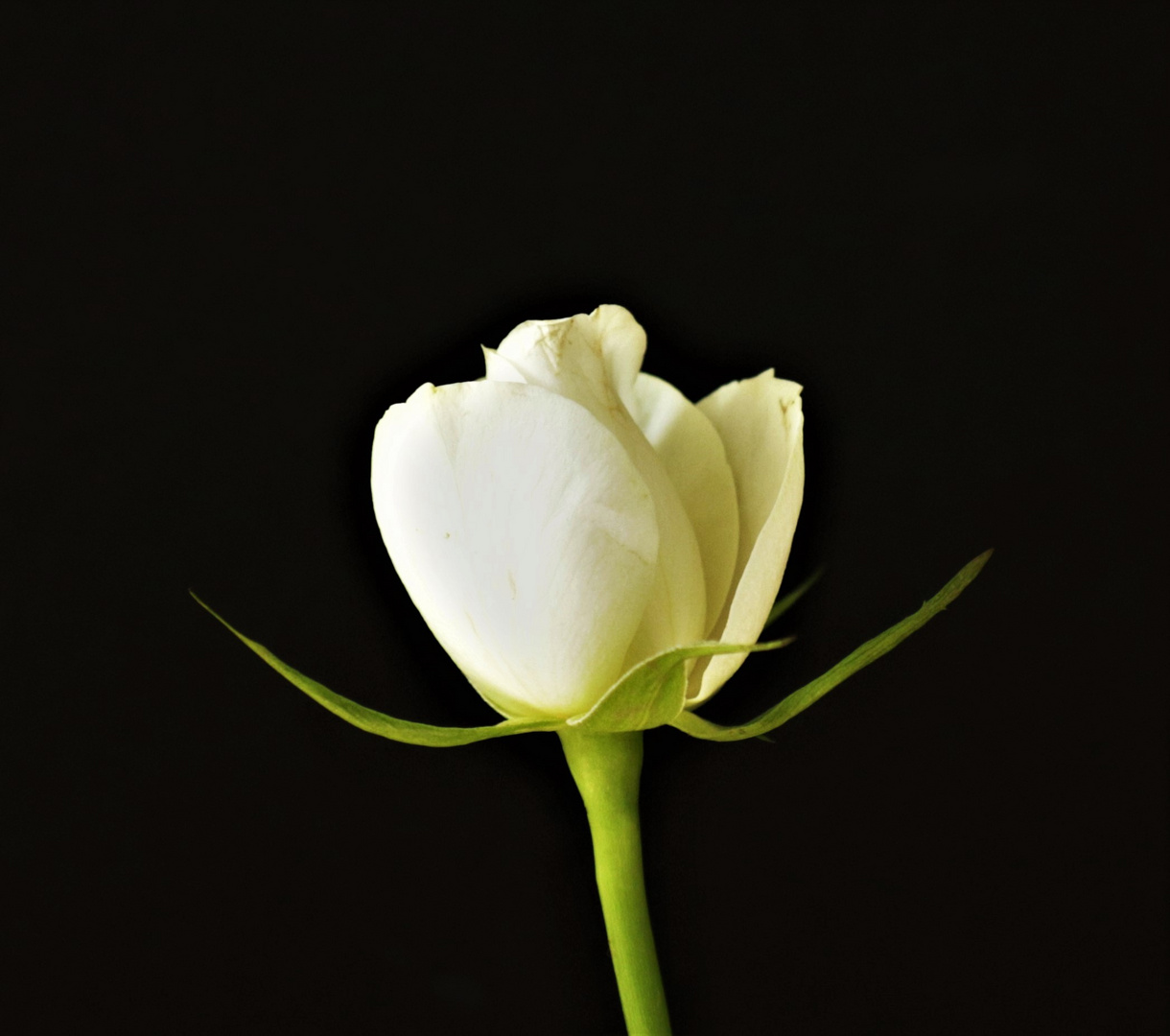 Blume, Weise Rose