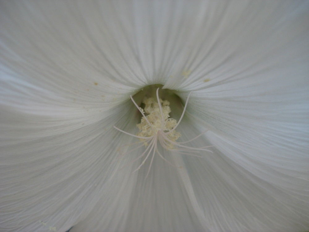 Blume weiß