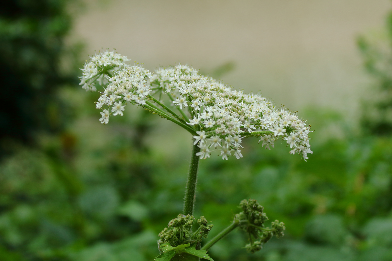 blume-weiss-verlaust