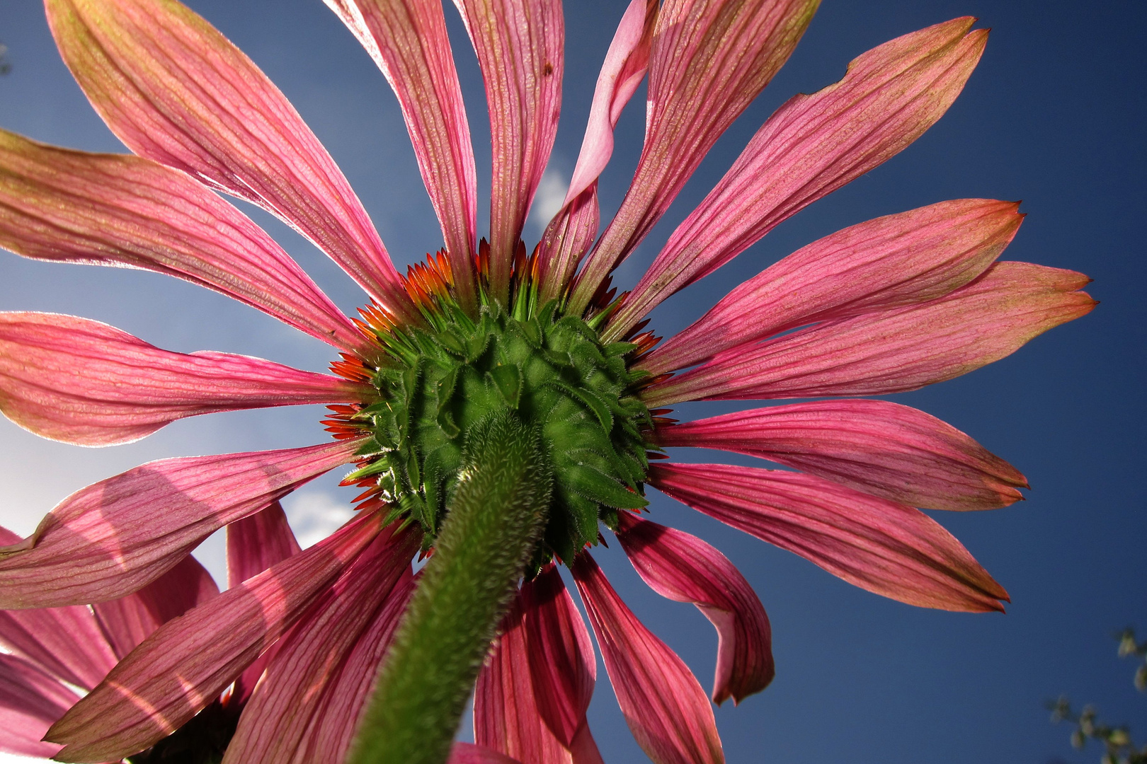 Blume zu Herbstbeginn