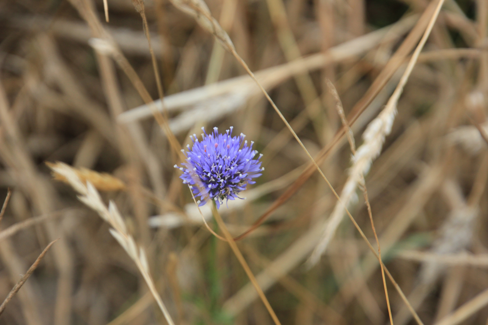 Blume zwischen Korn