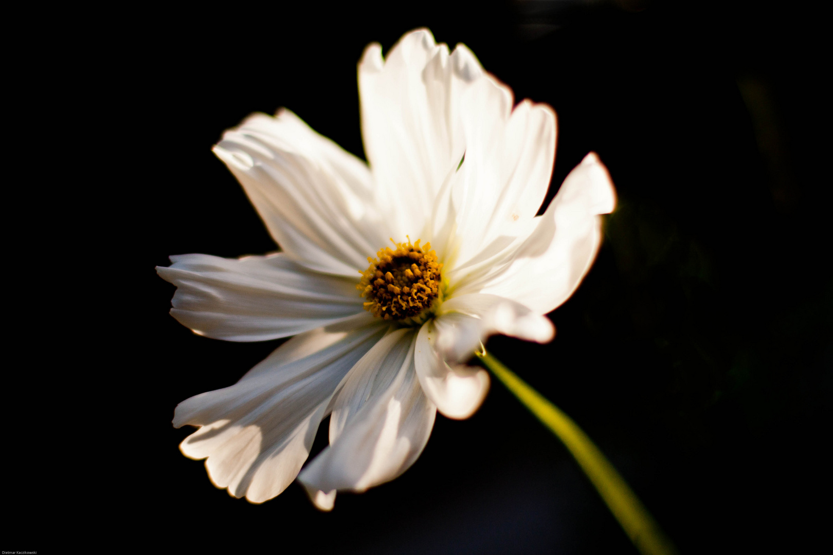 Blume.1