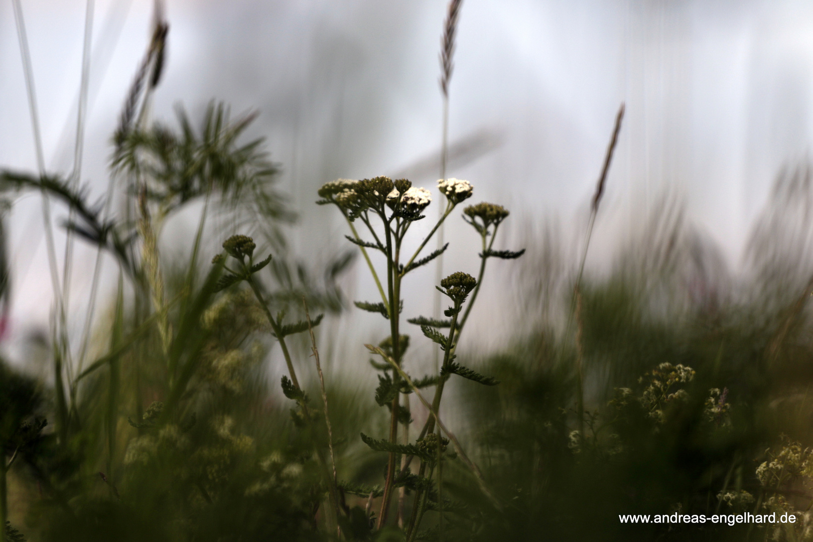 Blume2 Versuch