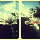 Blume.<3