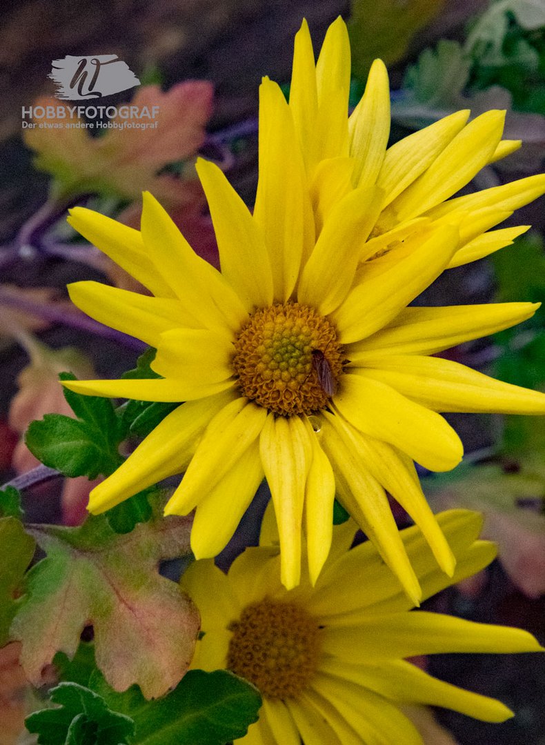 Blume_hobbyfotograf_essen