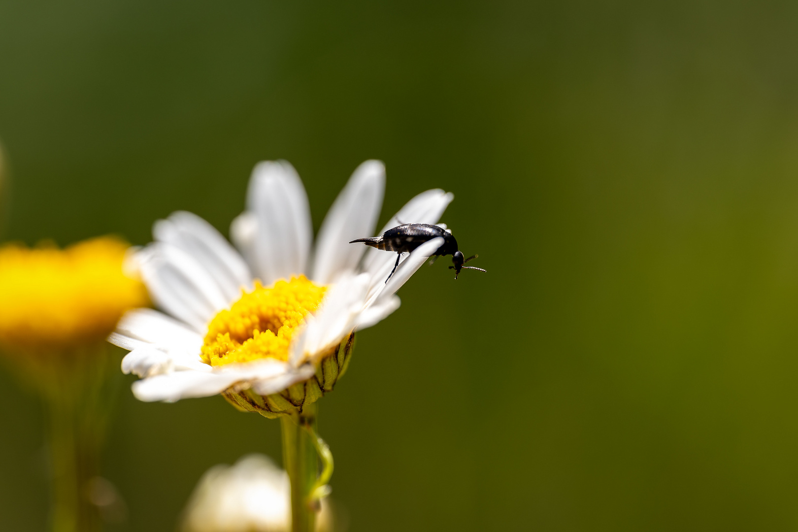 Blume+Käfer