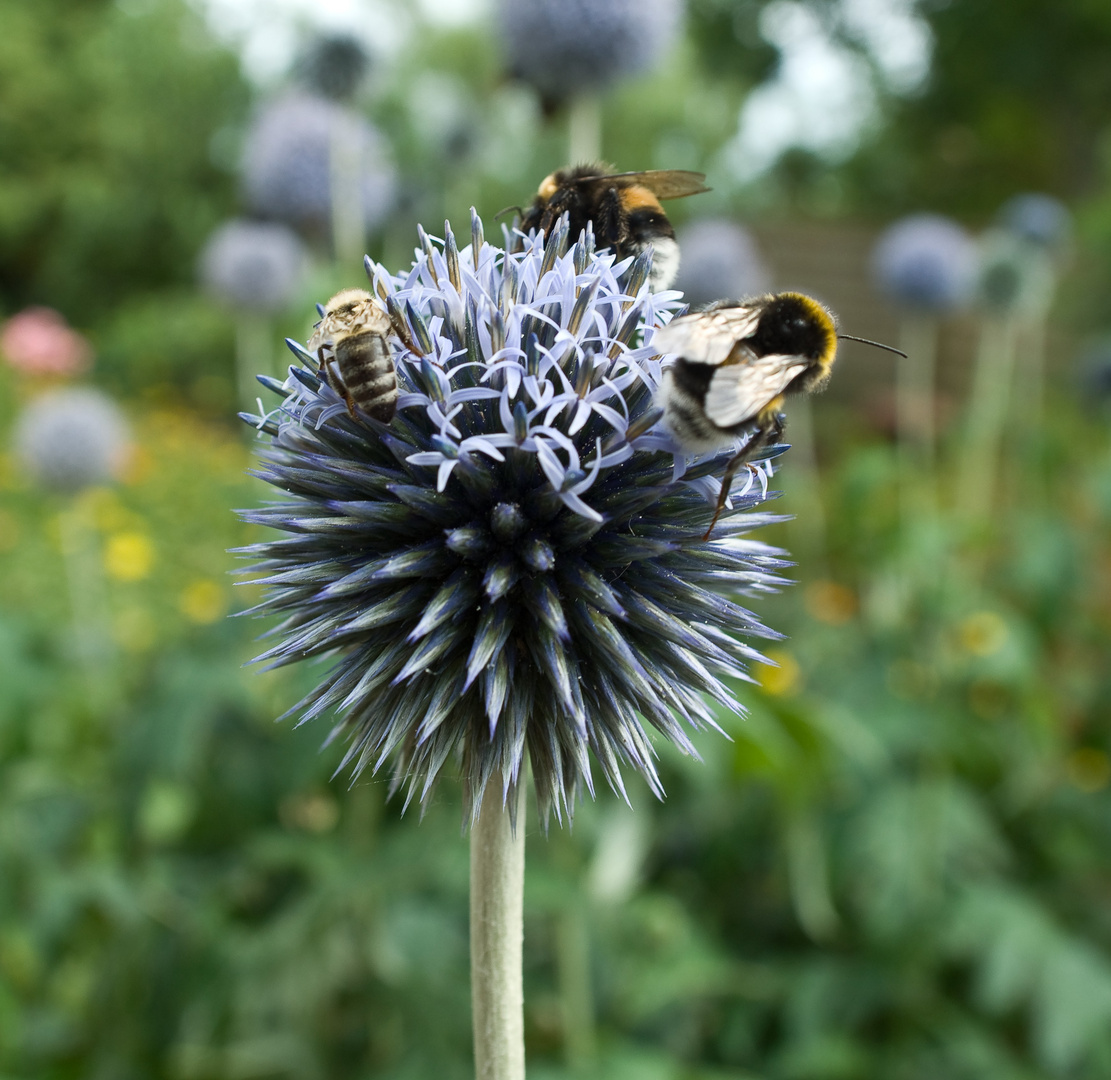 Blume_Mit_Bienen